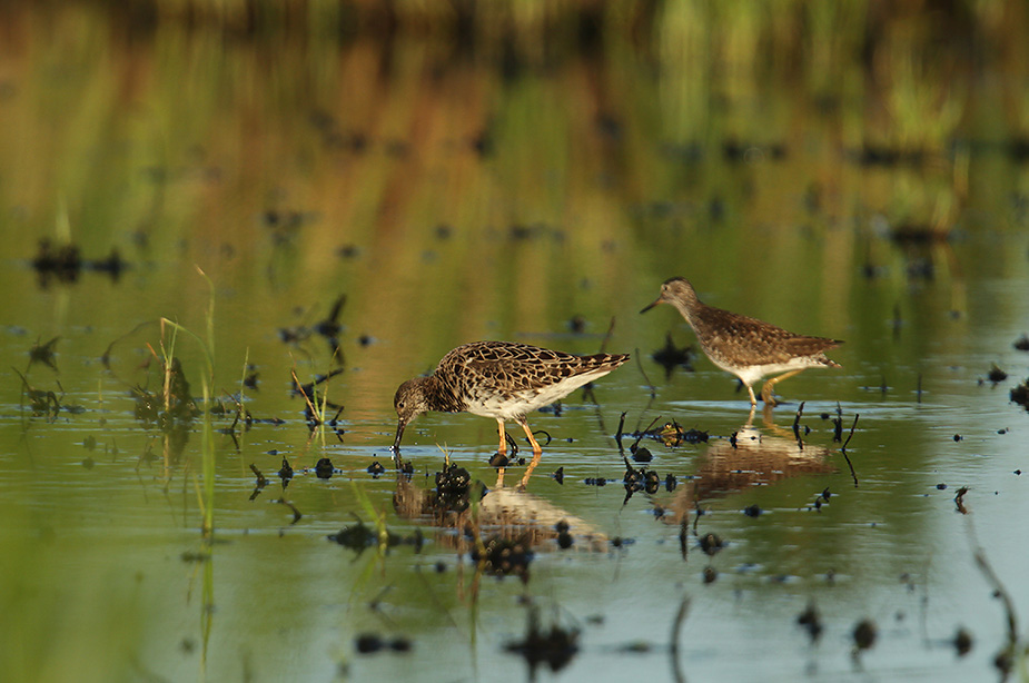 Fugl-Philomachus pugnax_4738