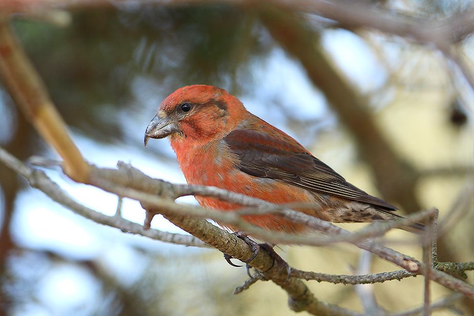 Fugl-Loxia curvirostra_4983