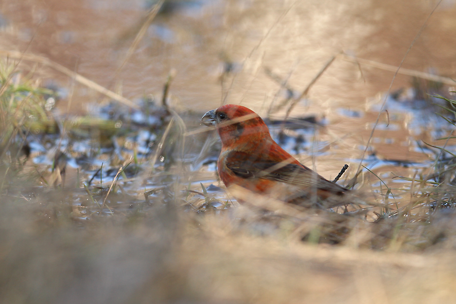 Fugl-Loxia curvirostra_4994