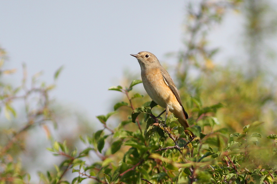 Fugl-Phoenicurus phoenicurus_5081
