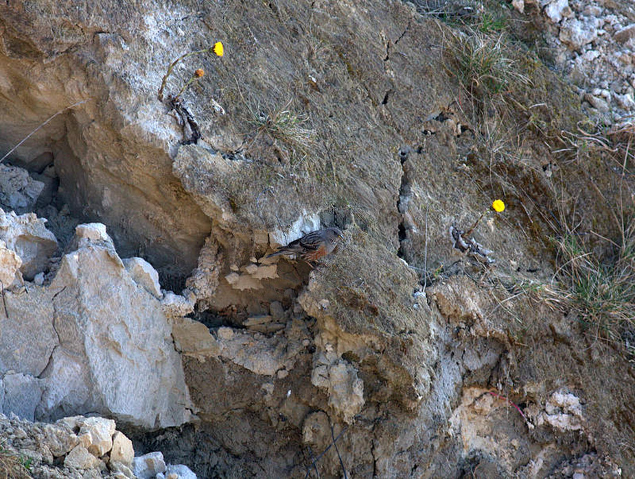 Fugl-Prunella collaris_5185