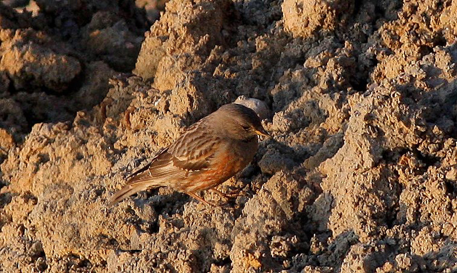 Fugl-Prunella collaris_5285-5