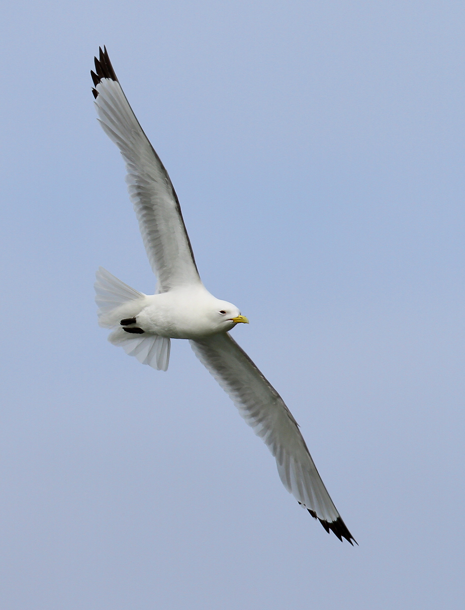 Fugl-Rissa tridactyla_5644