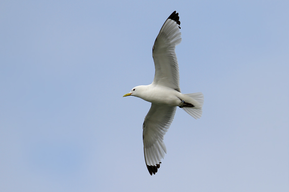 Fugl-Rissa tridactyla_5661