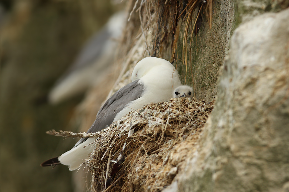 Fugl-Rissa tridactyla_5671