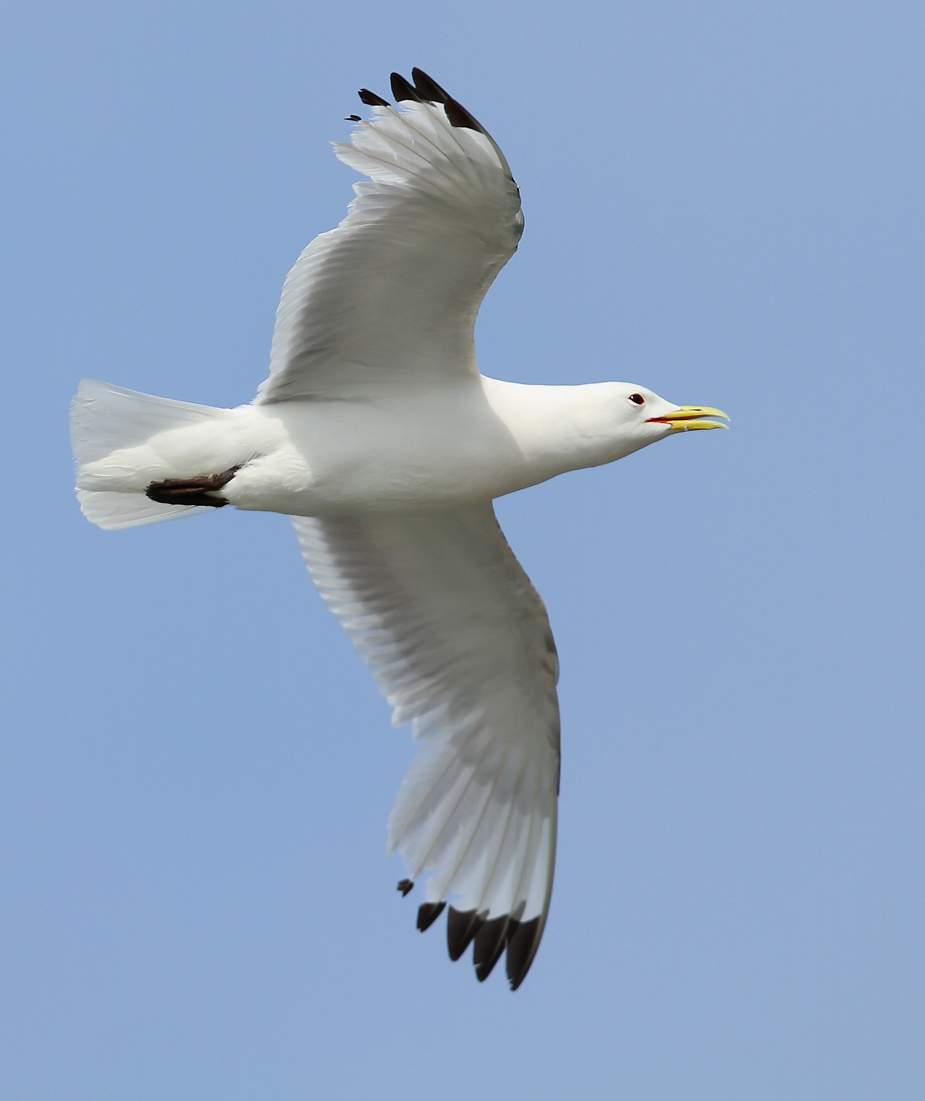 Fugl-Rissa tridactyla_5729