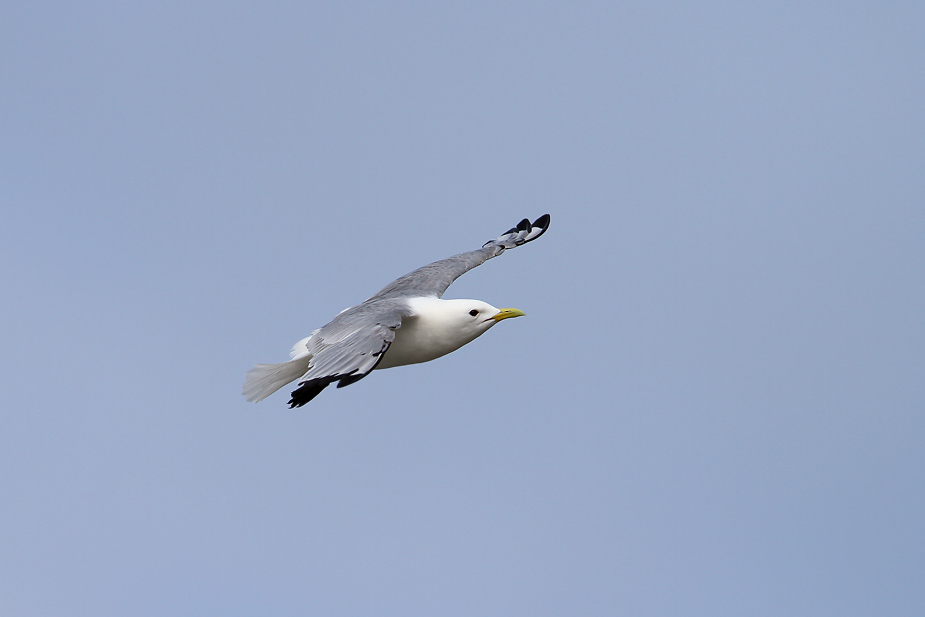 Fugl-Rissa tridactyla_5744