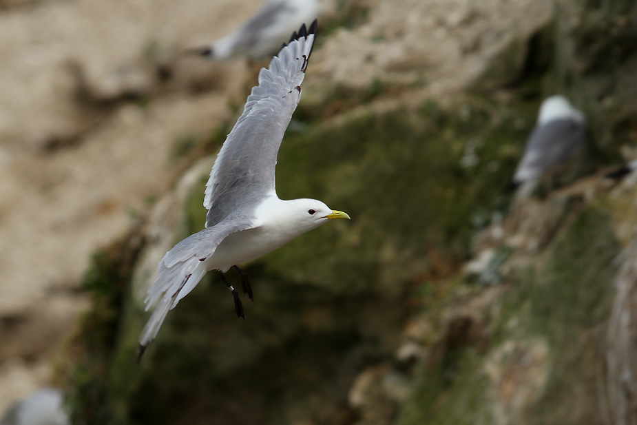 Fugl-Rissa tridactyla_5756