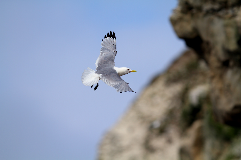 Fugl-Rissa tridactyla_5765