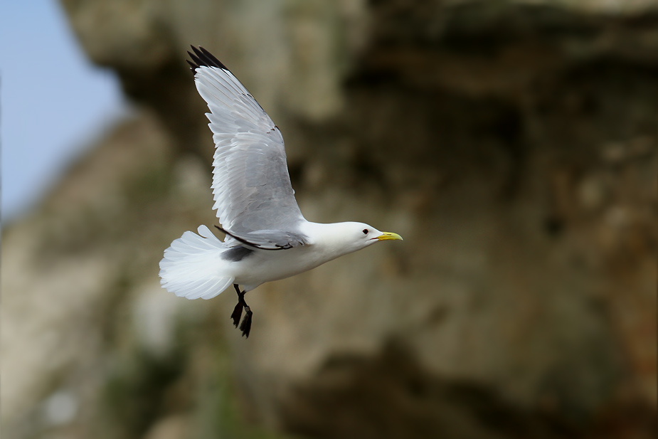 Fugl-Rissa tridactyla_5766