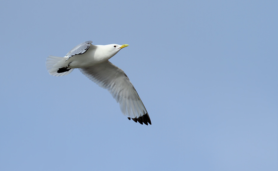 Fugl-Rissa tridactyla_5775