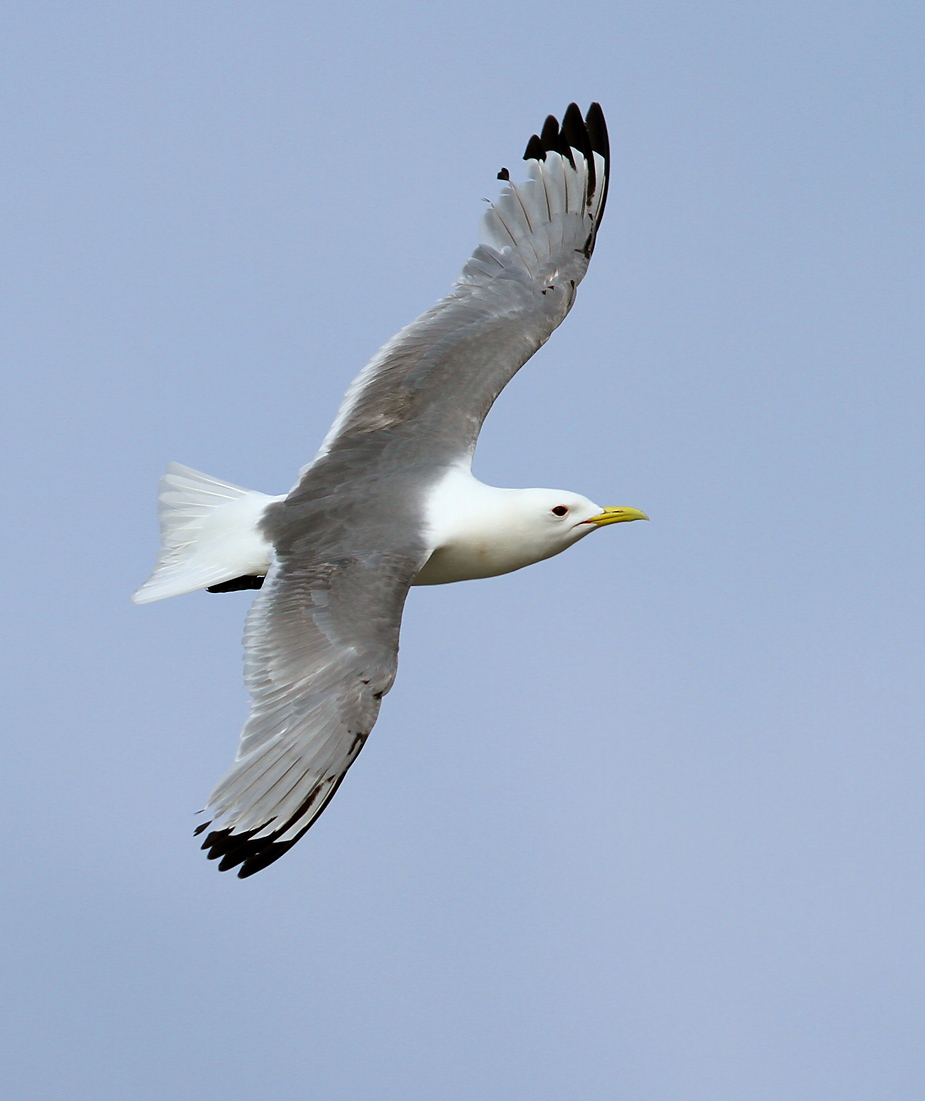 Fugl-Rissa tridactyla_5831