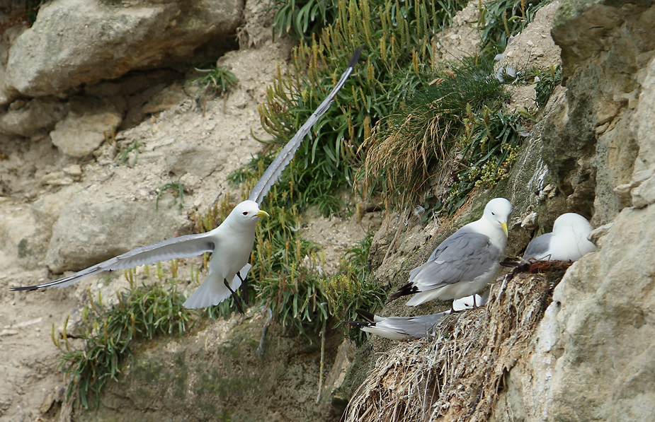 Fugl-Rissa tridactyla_5873