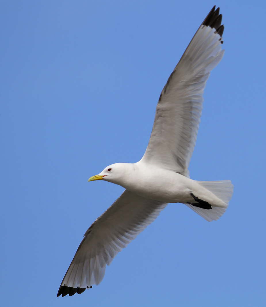 Fugl-Rissa tridactyla_5894