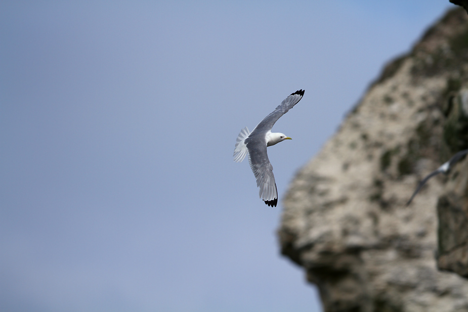 Fugl-Rissa tridactyla_5896