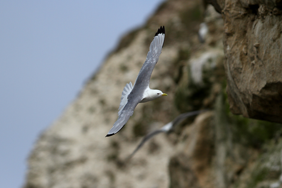 Fugl-Rissa tridactyla_5897