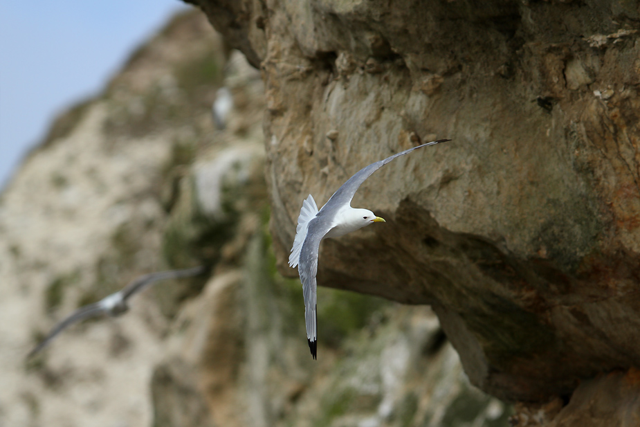 Fugl-Rissa tridactyla_5898