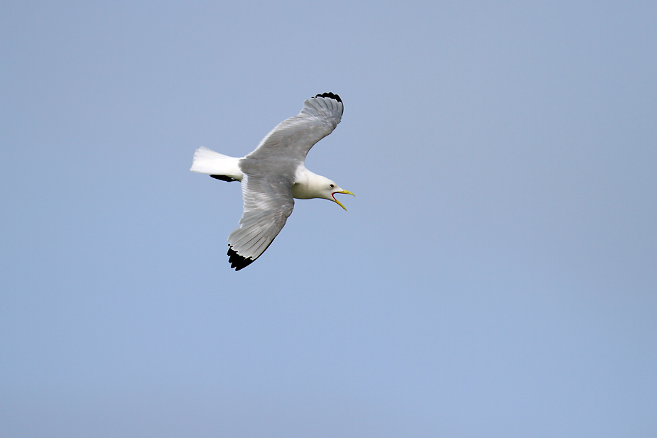 Fugl-Rissa tridactyla_5904