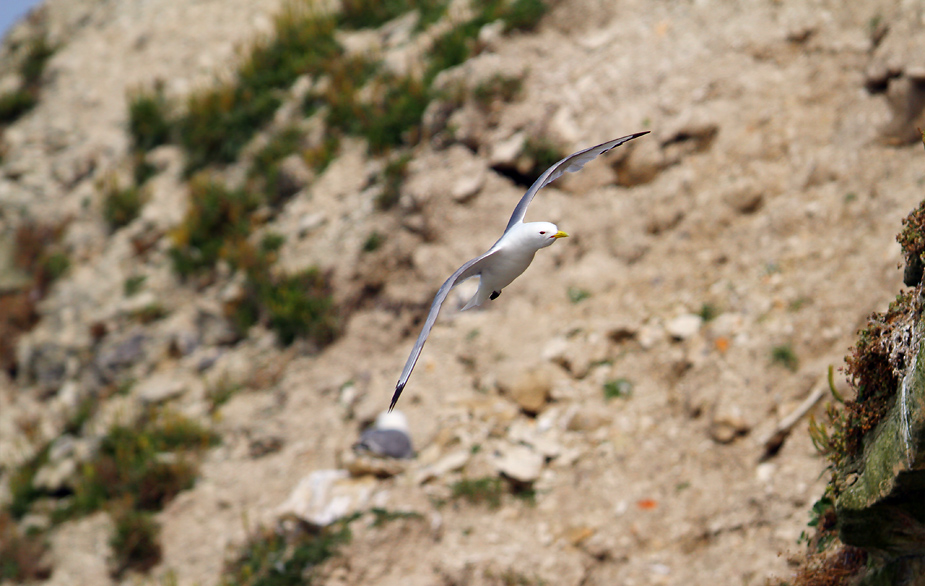 Fugl-Rissa tridactyla_5928