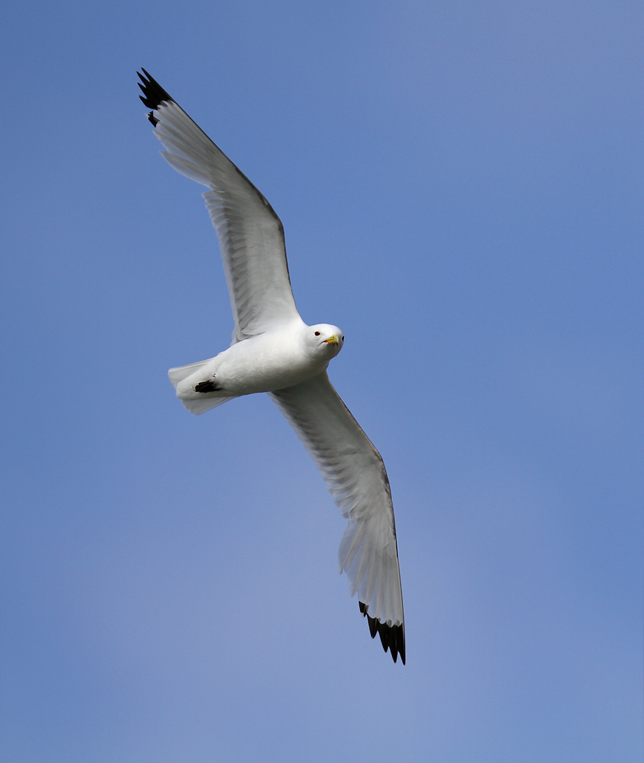 Fugl-Rissa tridactyla_5979