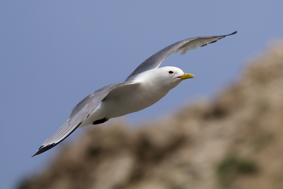 Fugl-Rissa tridactyla_5983