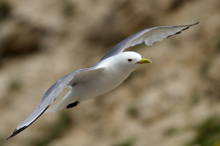 Fugl-Rissa tridactyla_5984