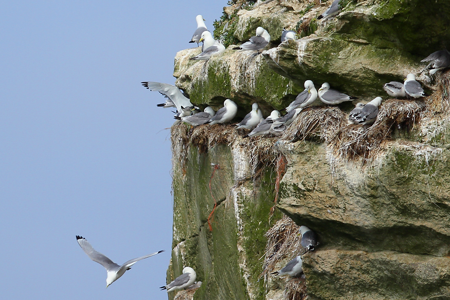 Fugl-Rissa tridactyla_5997