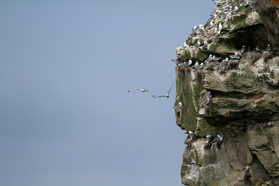 Fugl-Rissa tridactyla_5999