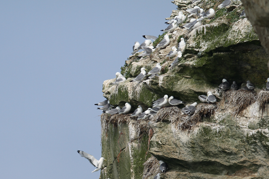 Fugl-Rissa tridactyla_6008