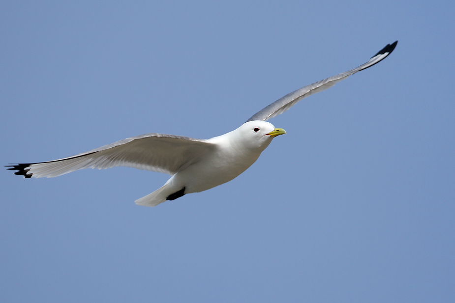 Fugl-Rissa tridactyla_6011