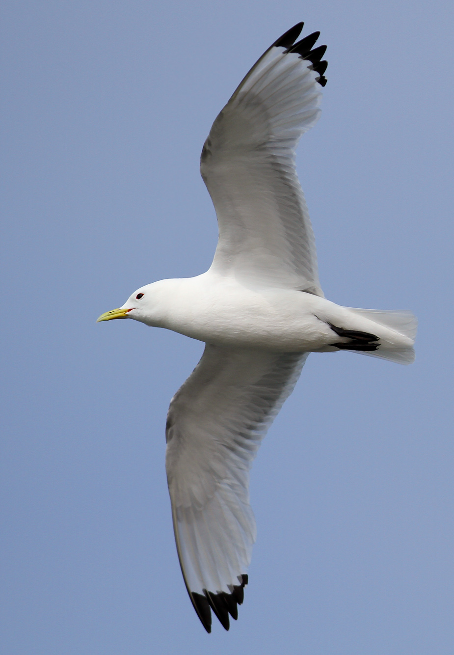 Fugl-Rissa tridactyla_6022