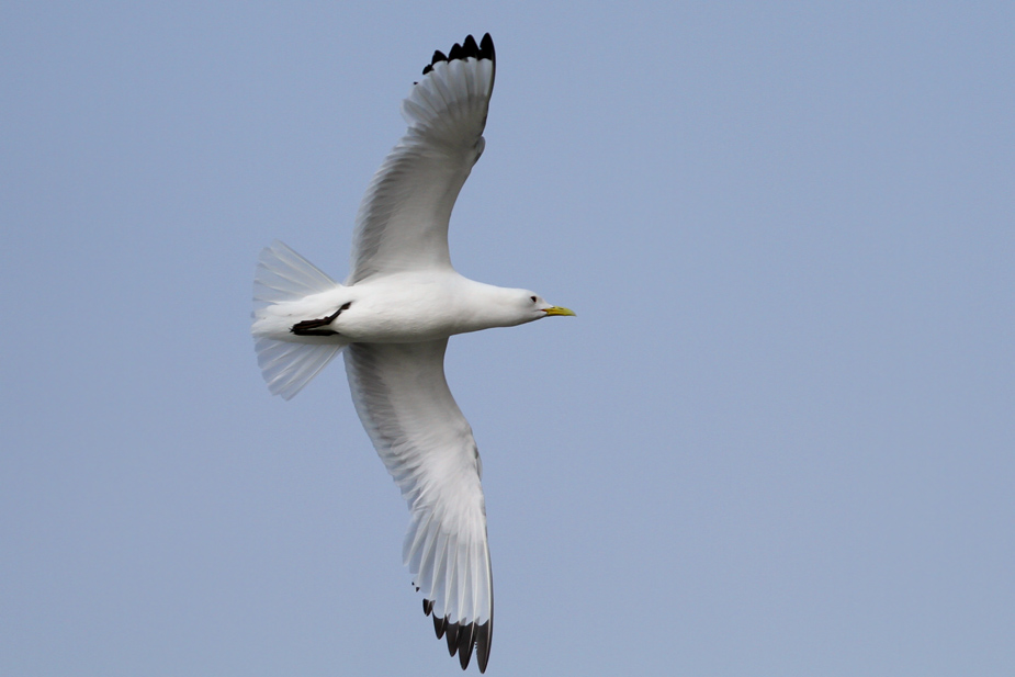 Fugl-Rissa tridactyla_6052