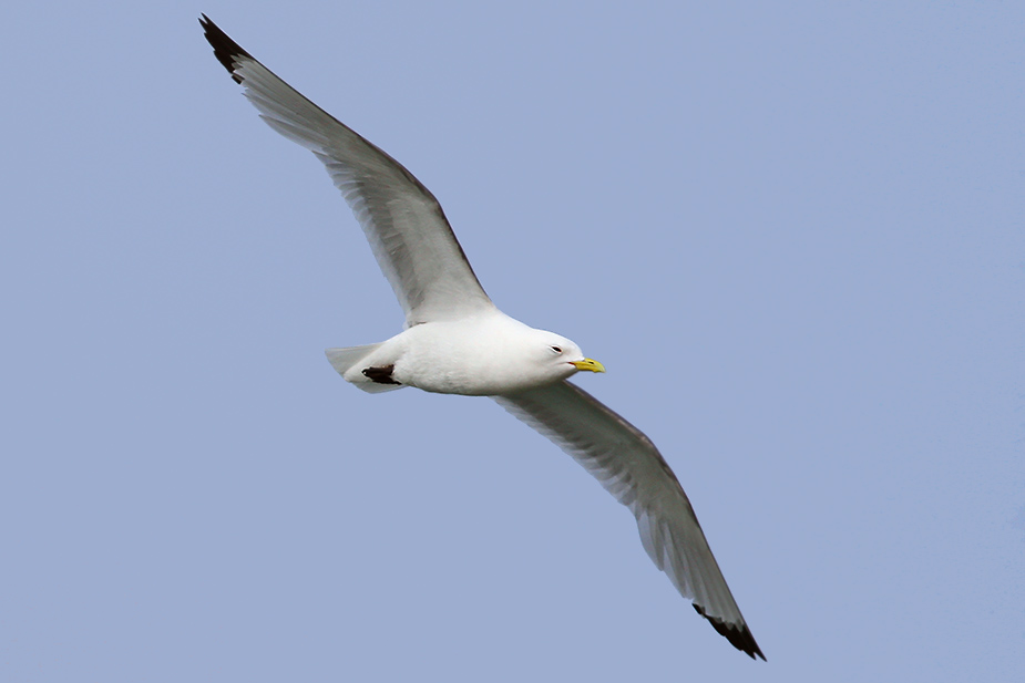 Fugl-Rissa tridactyla_6074