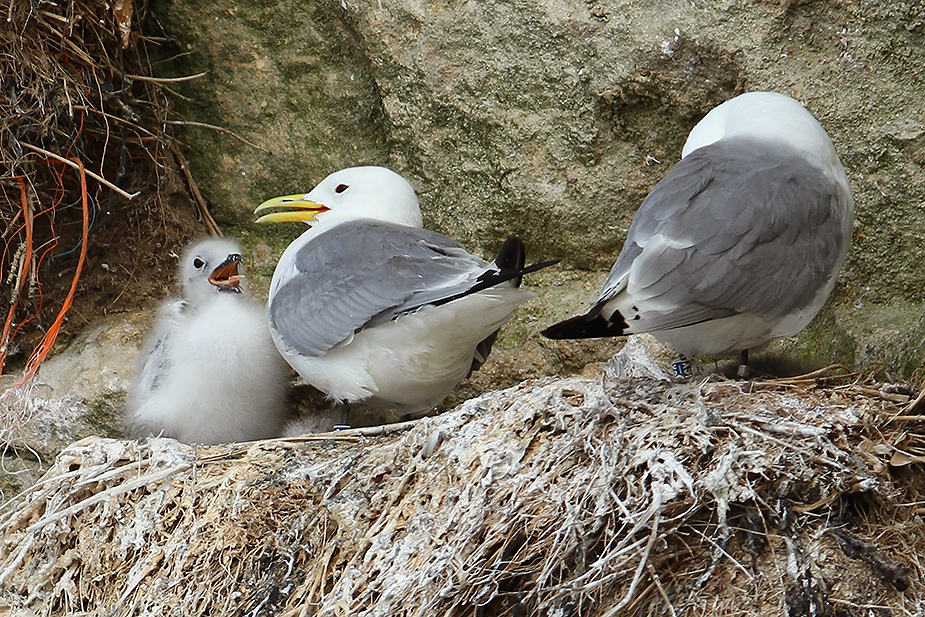 Fugl-Rissa tridactyla_6093