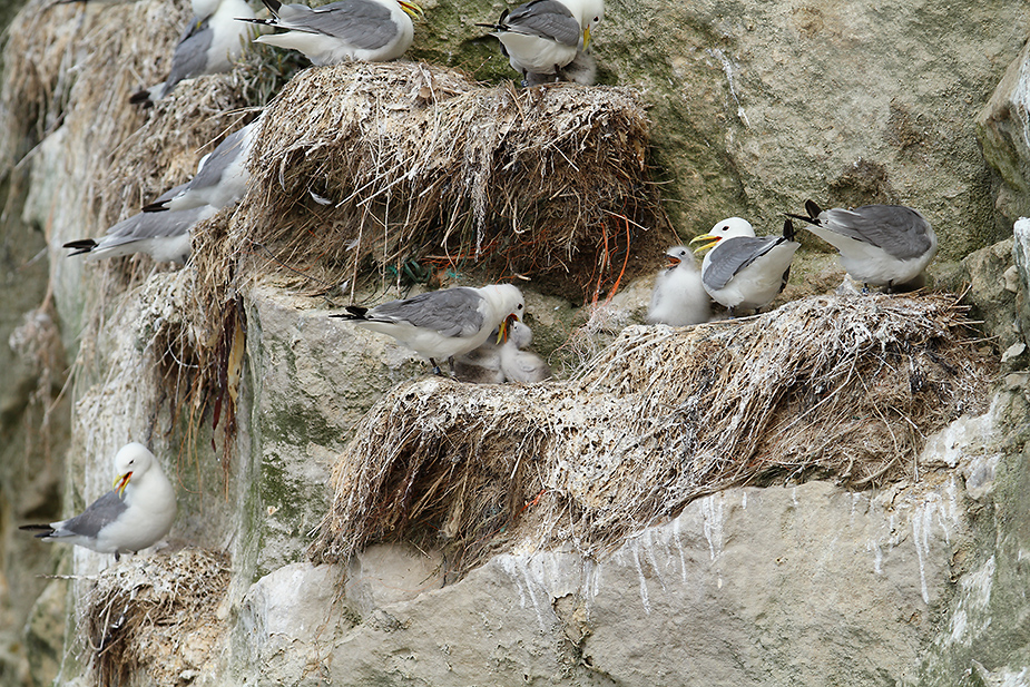 Fugl-Rissa tridactyla_6104