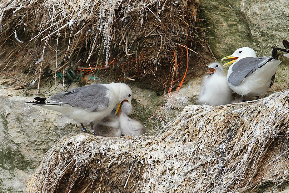 Fugl-Rissa tridactyla_6105