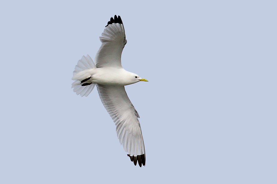 Fugl-Rissa tridactyla_6132