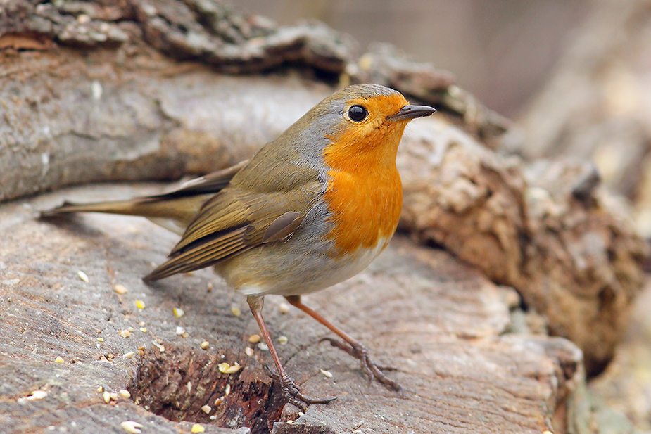 Fugl-Erithacus rubecula_6404