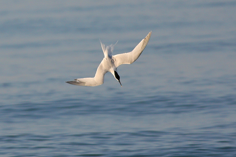 Fugl-Sterna sandvicensis_7983