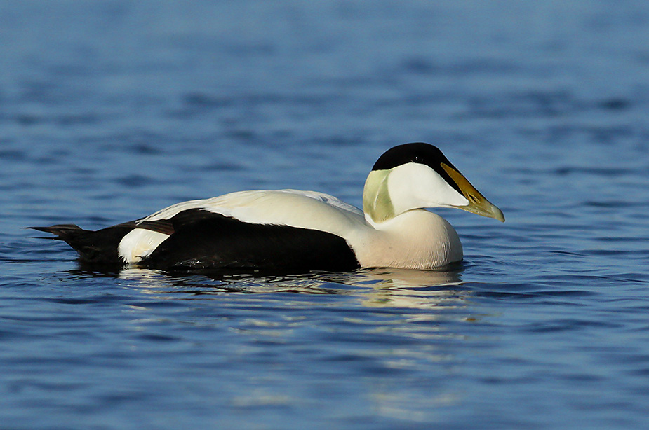 Fugl-Somateria mollissima_9054