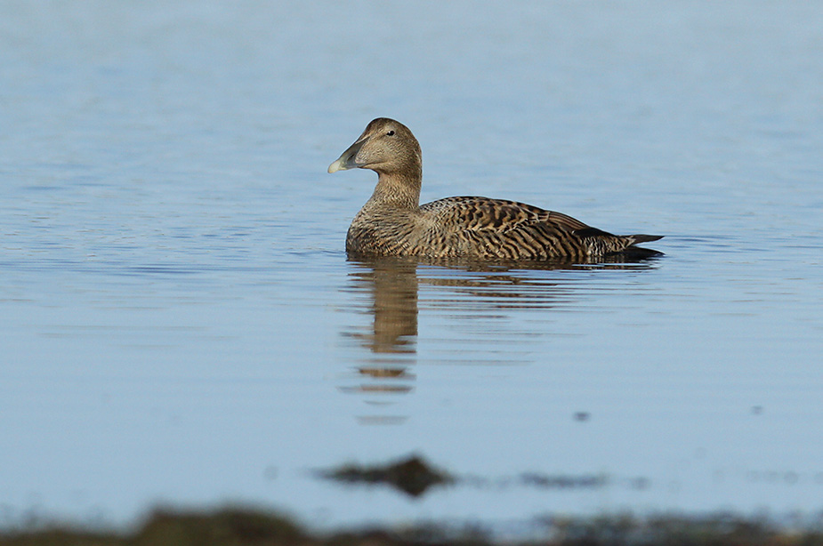 Fugl-Somateria mollissima_9070