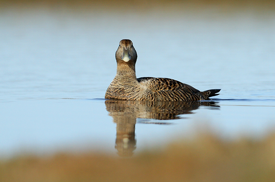 Fugl-Somateria mollissima_9104