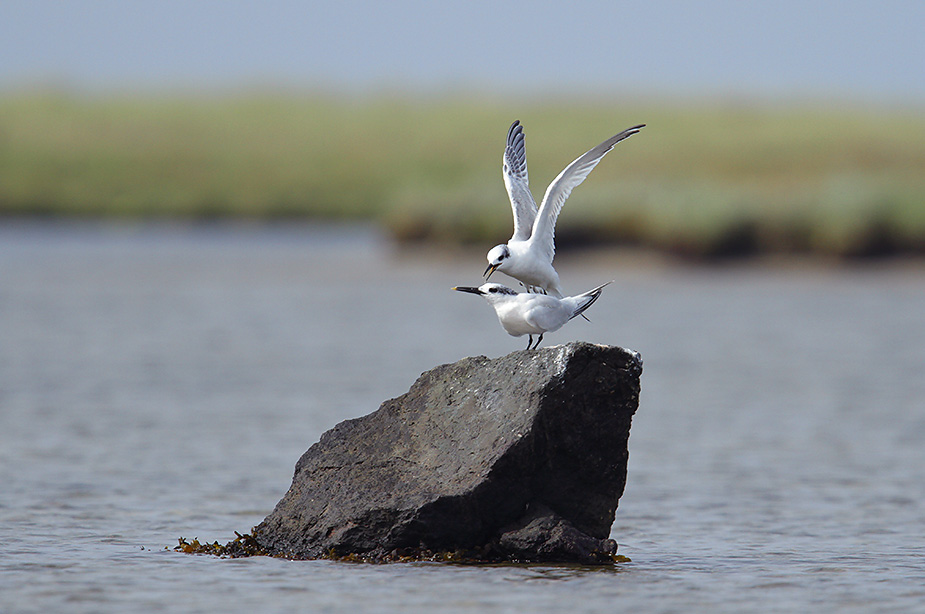Fugl-Sterna sandvicensis_9406