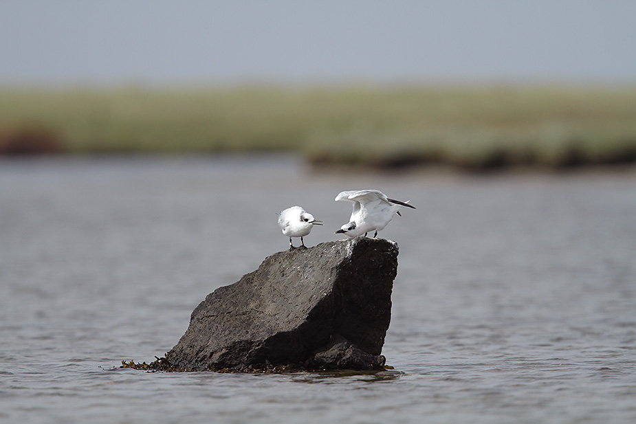 Fugl-Sterna sandvicensis_9432