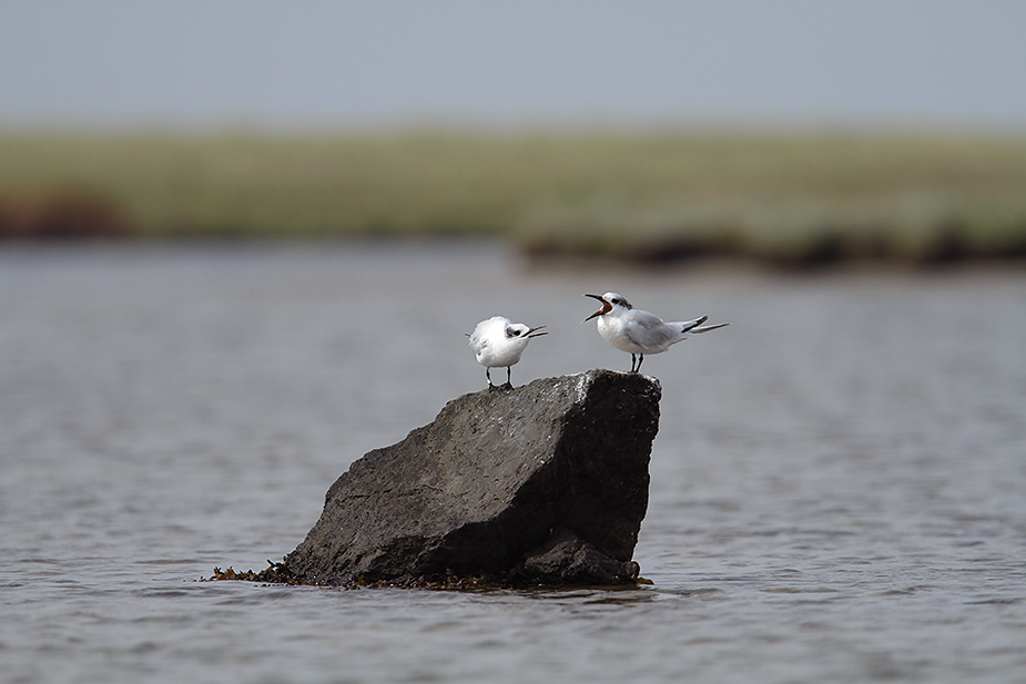 Fugl-Sterna sandvicensis_9449