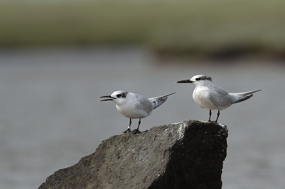 Fugl-Sterna sandvicensis_9486