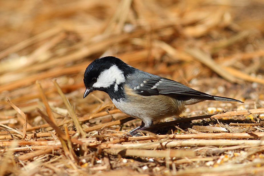 Fugl-Periparus ater_9886