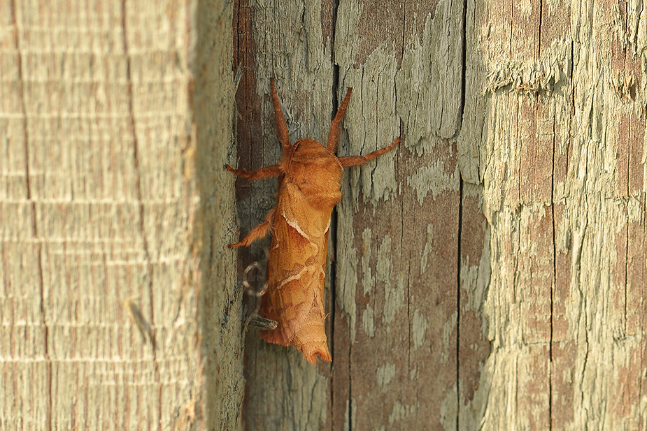 Triodia sylvina_0051