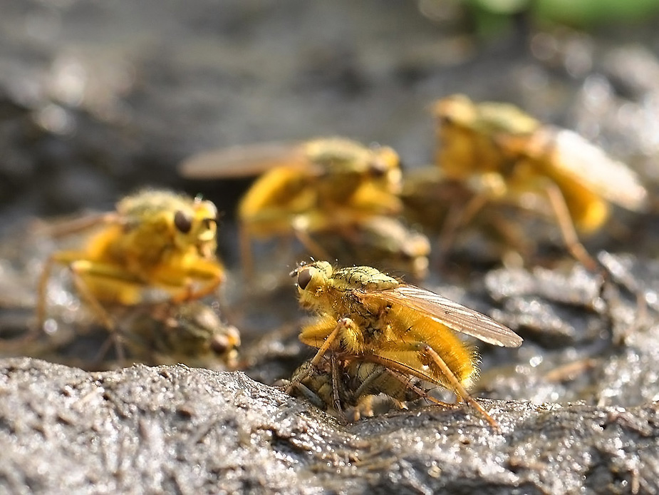 Scathophaga stercoraria_0090-3