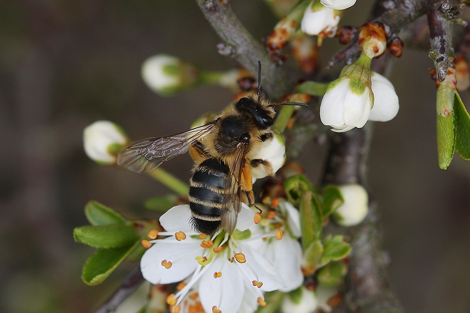 Andrena flavipes_1276